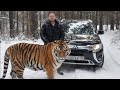 Самый большой и ласковый тигр / the biggest and sweetest tiger ever!!