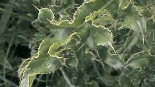 Edible Wild Food (Thistles) - Wild Food School #2 A foraging video from http://www.WildFoodSchool.co.uk on preparing thistles as human food. Many thistle species provide the forager with food, and it doesn't have to be survival food either. This brief video provides an insight into the choice and preparation of one type of edible thistle.