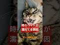猫の爆睡 #shorts #cat #今日の夏目くん