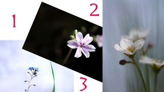 Shooting a Garden Macro Triptych