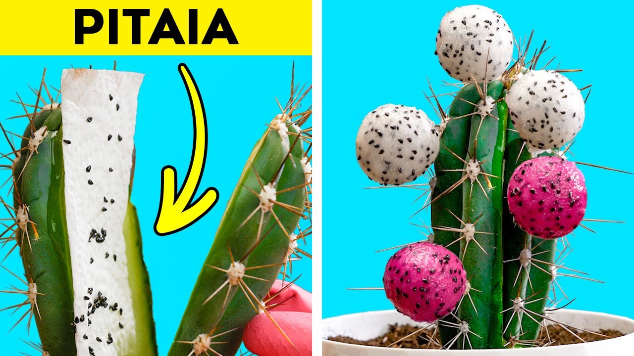 Riscos graciosos (Cute Drawings): Cactos e Suculentas (Cacti and  Succulents)