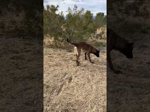 Nitro, Belgian Malinois,