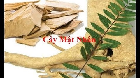 Cây Mật Nhân - Công dụng và bài thuốc về cây mật nhân