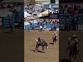 Bucking Bronco @ Tucson Rodeo #rodeo #bronco #rider