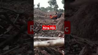 Download Lagu #bẫy #đanchivlog #garung #wildlife #wildchicken #birds #bẫygàrừng#baygarung MP3