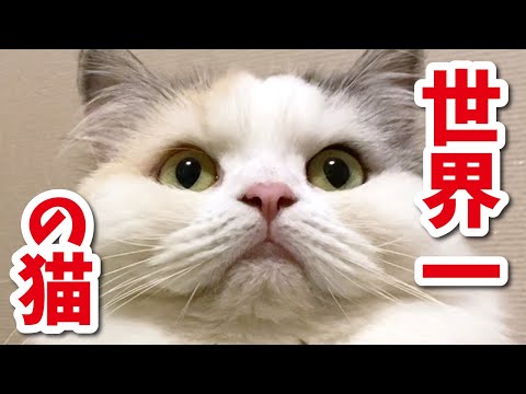 「アレ」が世界一の猫がこちら【関西弁でしゃべる猫】
