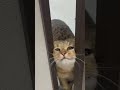 【猫動画】トイレに無理やり入ってくる猫の顔がww #shorts