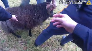 WATCH: Police capture runaway ram in Mount Laurel, NJ