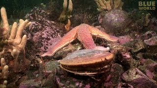 Starfish Attacks A Scallop!