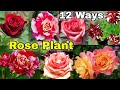 Top 12 Smart ideas to grow Rose Plant / Rose Cutting / Rose Care & Fertilizer