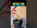 道端で寝ていた猫を 本気で撮影した結果
