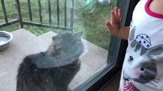 Francine the cat is still here by Mag Gie 14,480 views 7 years ago 48 seconds