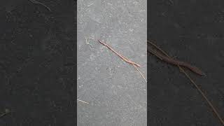 Realistic Worm In Unreal Engine 5