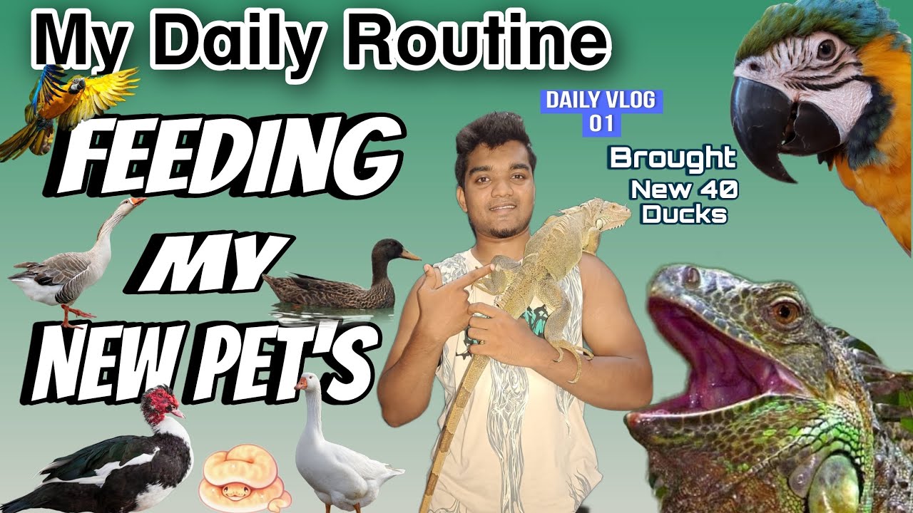 Animal Daily Routine FEEDING ALL MY ANIMALS (DAILY ROUTINE) DAY 01 - YouTube