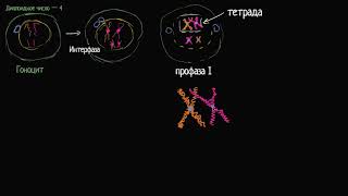 Хромосомный кроссинговер на первой стадии мейоза (видео 6)| Деление Клетки | Биология