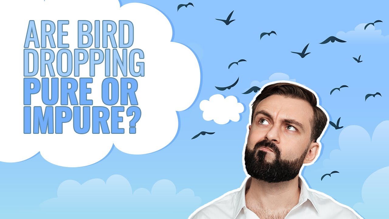 Are Bird Droppings Pure Or Impure? | Islam QA