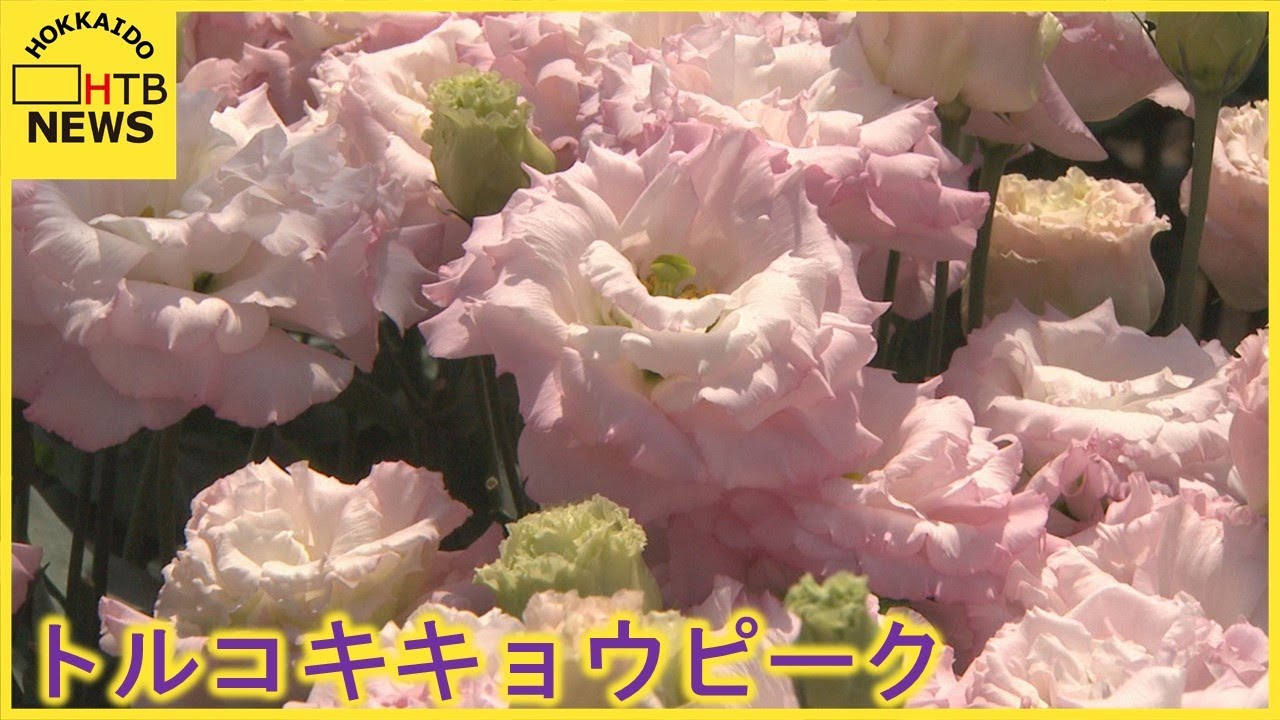 優美 伊達市の農家で トルコキキョウ収穫ピーク およそ２０色 色とりどりの花 Youtube