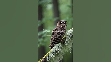 قران كريم ارح قلبك وسمعك #قران_في_دقيقة #رعد_الكردي #quran  #قرآن @قران_في_دقيقة