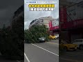 台中精武東路樹倒塌　1車遭壓樹下慘況曝｜民視新聞｜