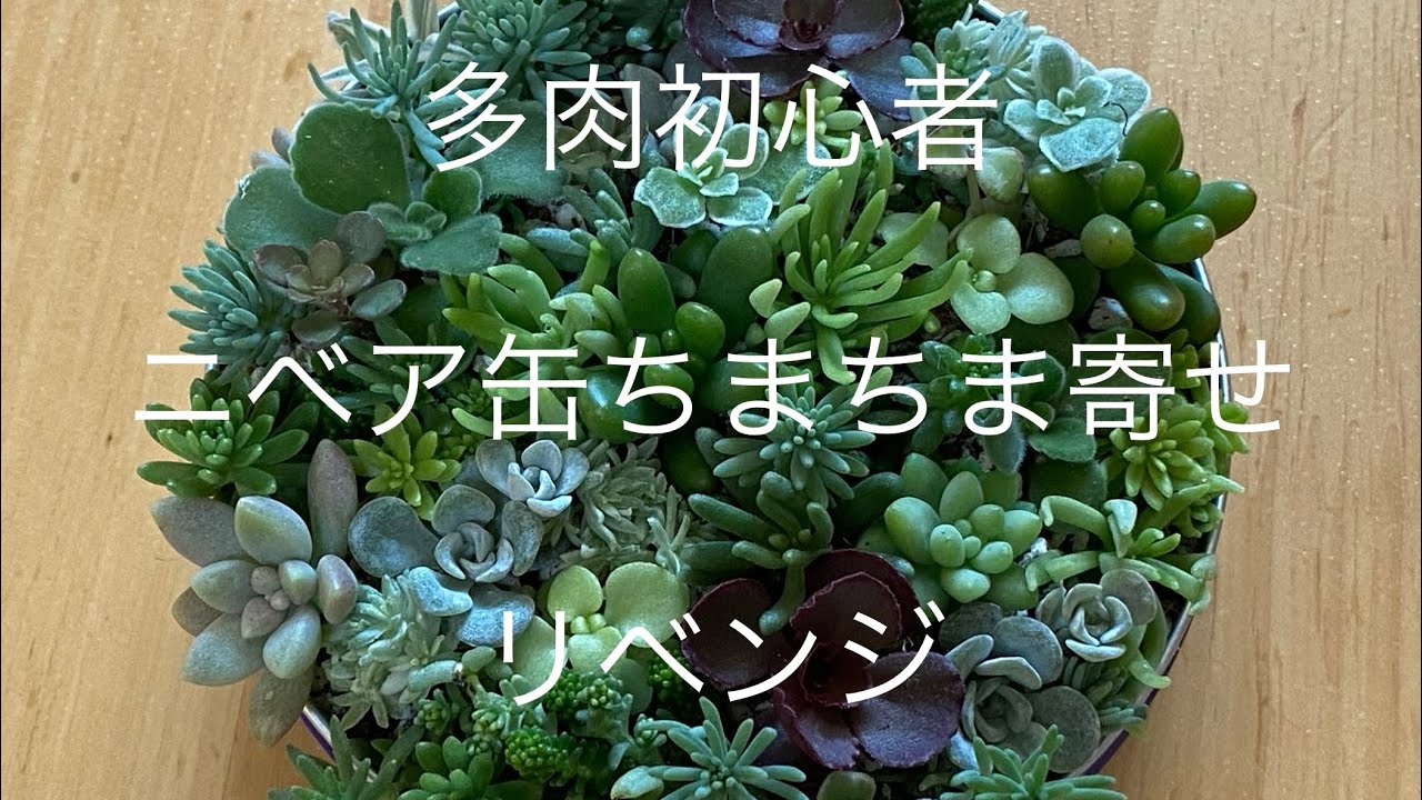 多肉植物初心者 ニベア缶ちまちま寄せリベンジ Youtube