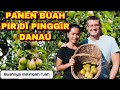 PANEN BUAH PIR DI PINGGIR DANAU 🍐🍐🍐🍐.BUAHNYA MELIMPAH RUAH