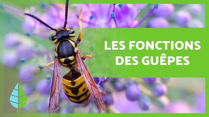 A QUOI SERVENT les GUÊPES ? (4 fonctions ESSENTIELLES)