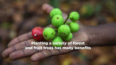 Agroforestry - Nestlé Cocoa Plan EN