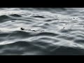 Besides Still Waters (Psalm 23)