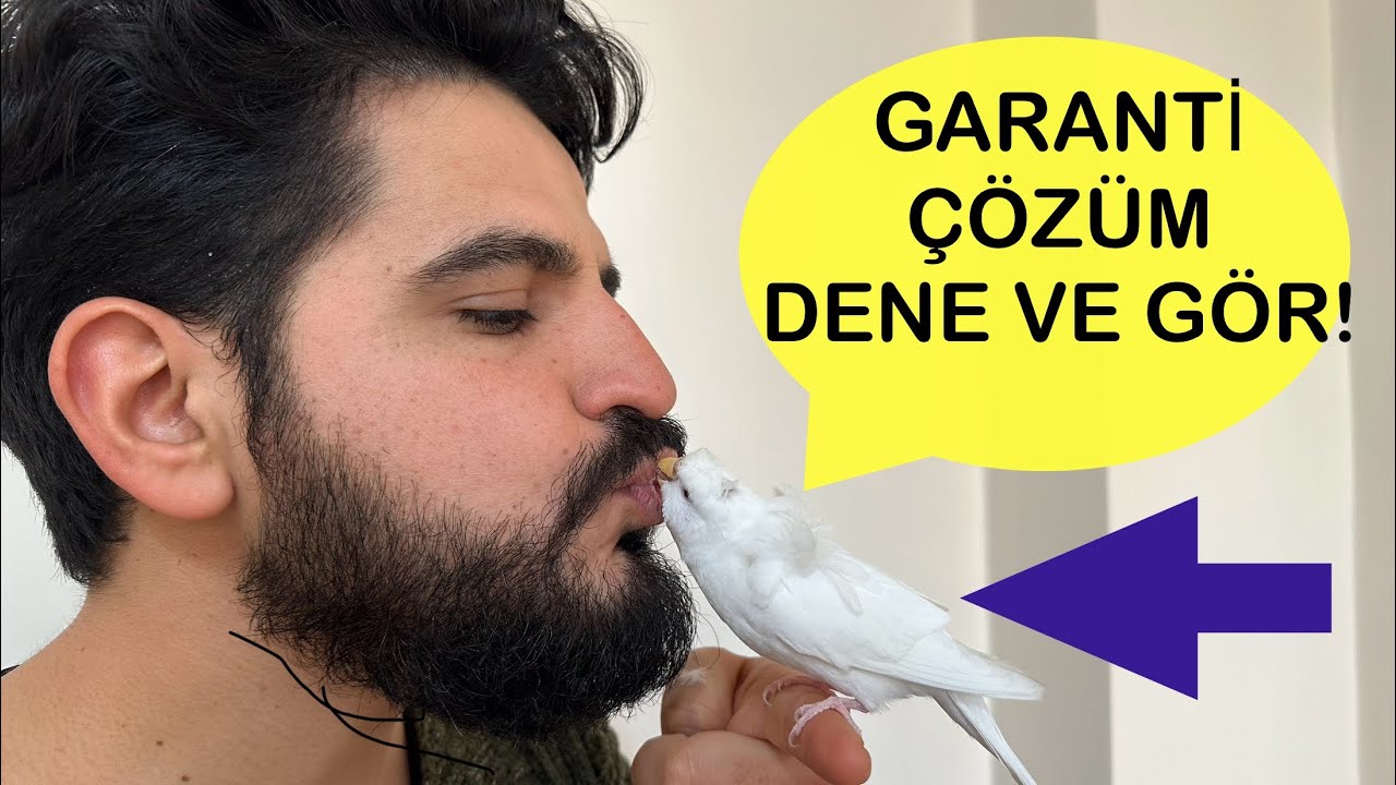 Muhabbet kuşu ele alıştırma kuşunuz elinizi terk etmiyecek