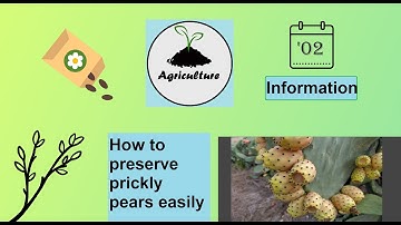 How To Preserve Prickly Pears Easily