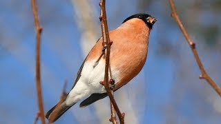 Пение снегиря. Голоса птиц 4K. AllVideo Пение снегиря. Голоса птиц 4K. AllVideo
