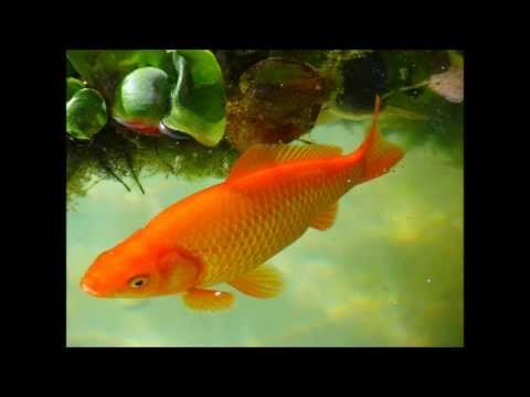 Video: Familia del arenque: descripción de especies, características, hábitat, fotos y nombres de peces