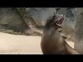 view ​Why Do Sea Lions Bark? digital asset number 1