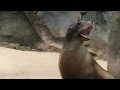 Sea Lion Communication and Behavior