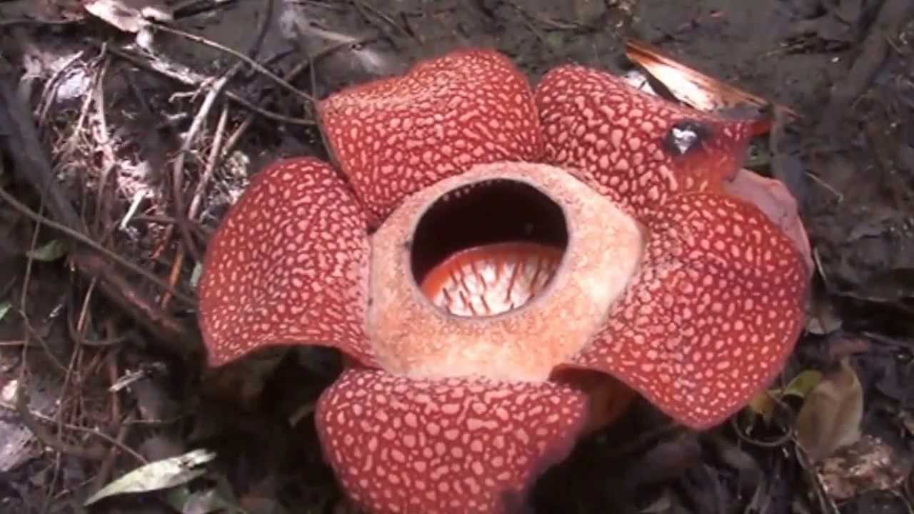 Rafflesia Arnoldii Video Bokep Ngentot