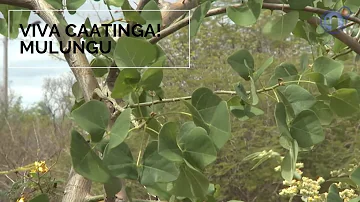 Como que é o pé de mulungu?