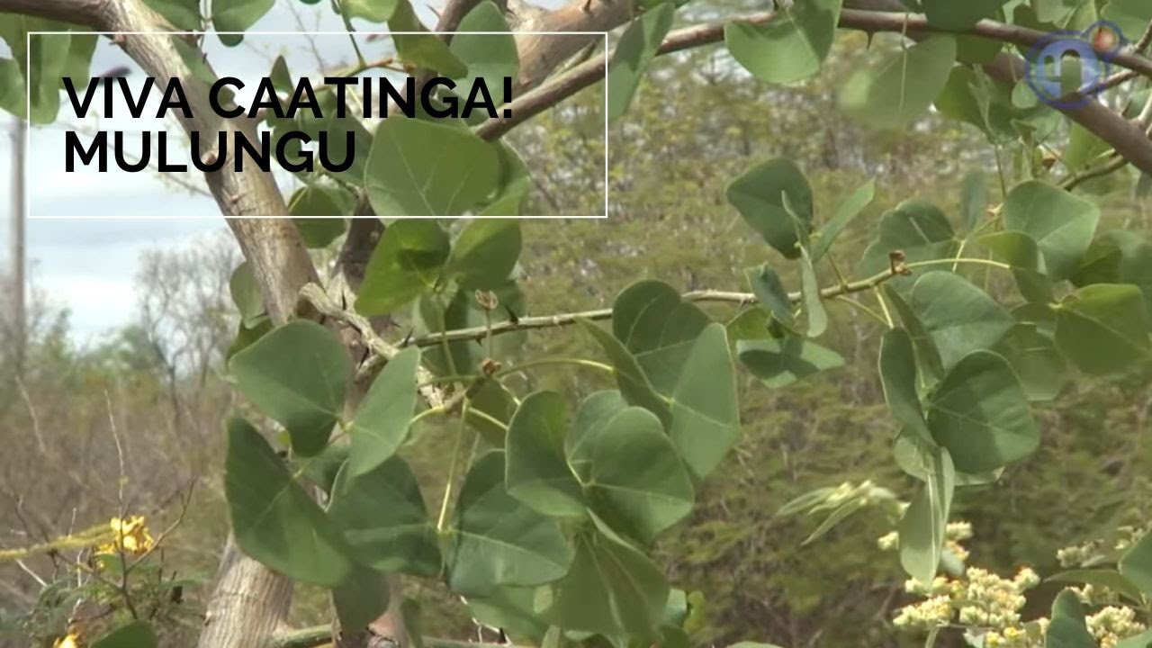 Viva Caatinga! Mulungu