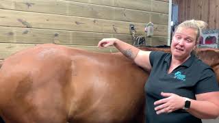 Helping Your Mare During Her Heat Cycle