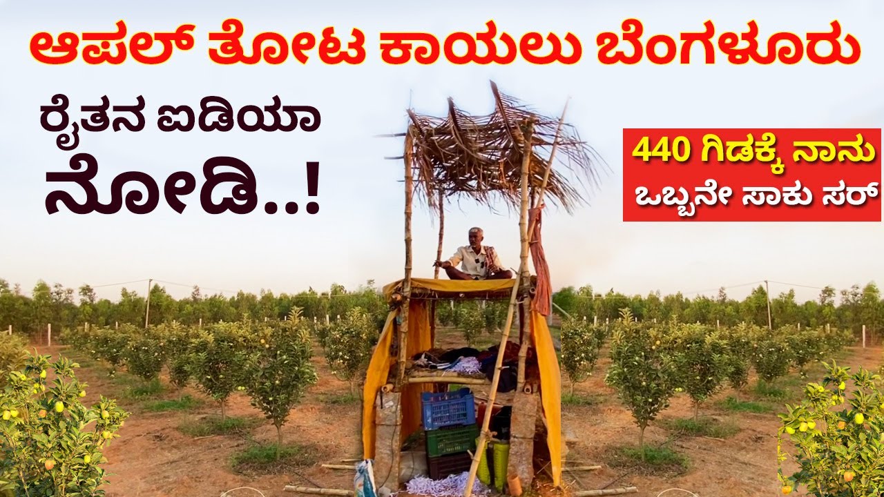 ಆಪಲ್ ತೋಟ ಕಾಯಲು ಬೆಂಗಳೂರು ರೈತನ ಐಡಿಯಾ | Apple farmer Bangalore | Farming Karnataka #kannada  #krushi