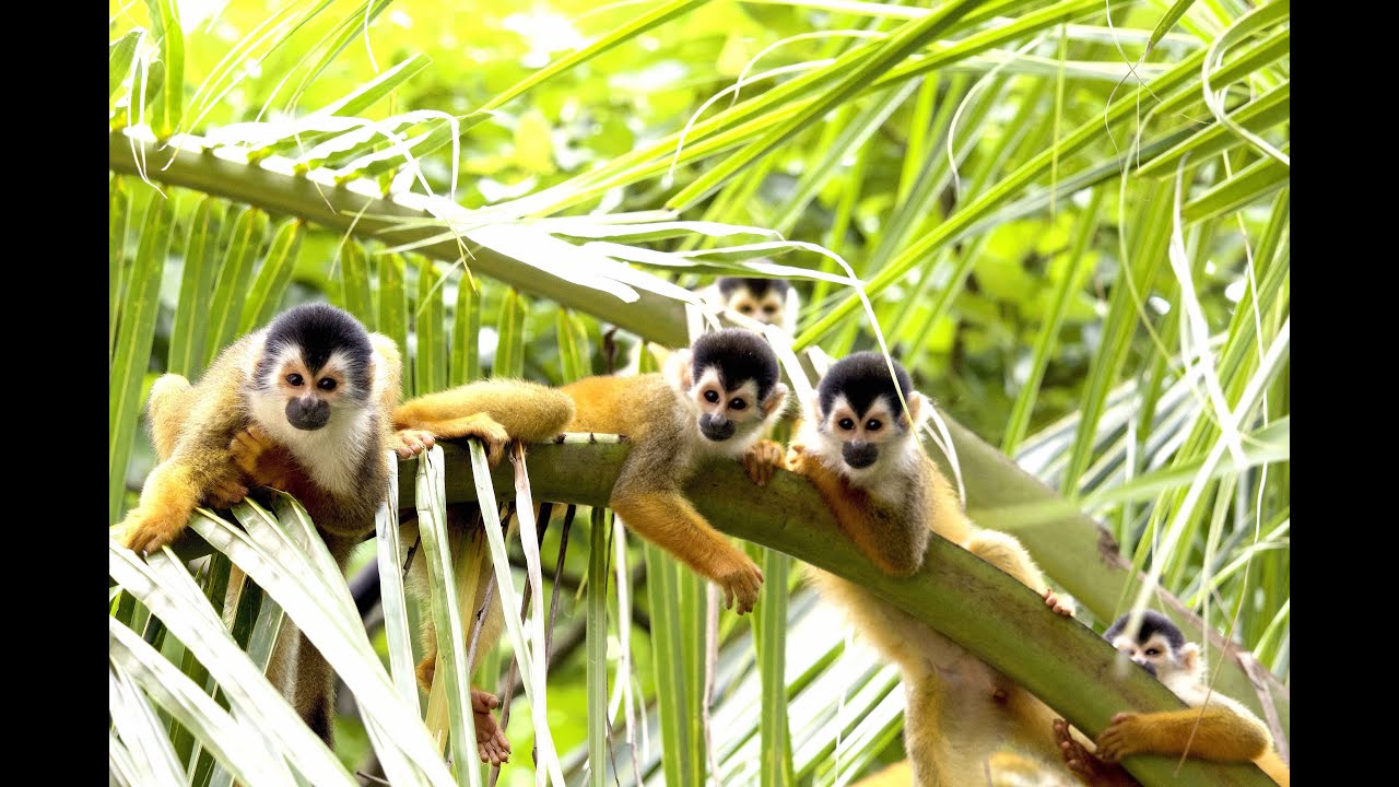 Punta Burica Mono Feliz, Panama