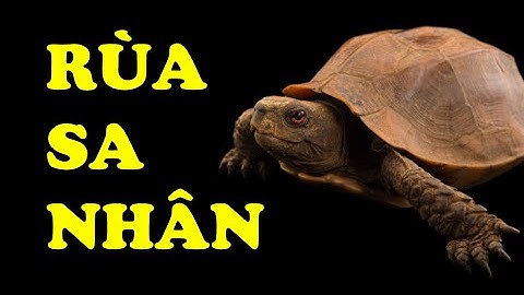 Tìm hiểu về Rùa Sa Nhân | Loài rùa nổi tiếng quý hiếm | Hoàng Long Family