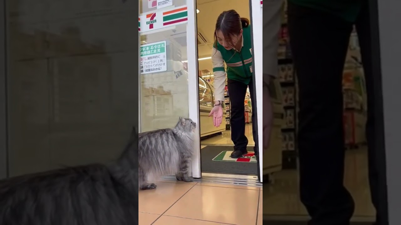 【可愛い】コンビニ侵入猫 vs 店員さん「ダメだよ〜」🐱🏪😂 #cat #convenience #funny #japan #cute @chiero_piero