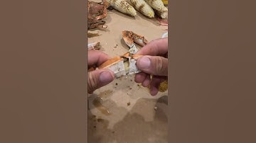 How to eat crabs #bodkinpointseafood #fvsoutherngirl #youaintnocrabber #bluecrabs #tipsandtricks