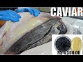 FANTASTICA Fazenda de criação de peixes para remoção de Ovas e fabricação de CAVIAR. Finlândia