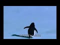 The Penguin Mountain Song Gigi D Agostino L Amour Toujours Organ Version Slowed 