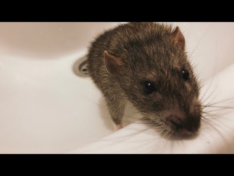 Можно ли мыть крыс? 🐀
