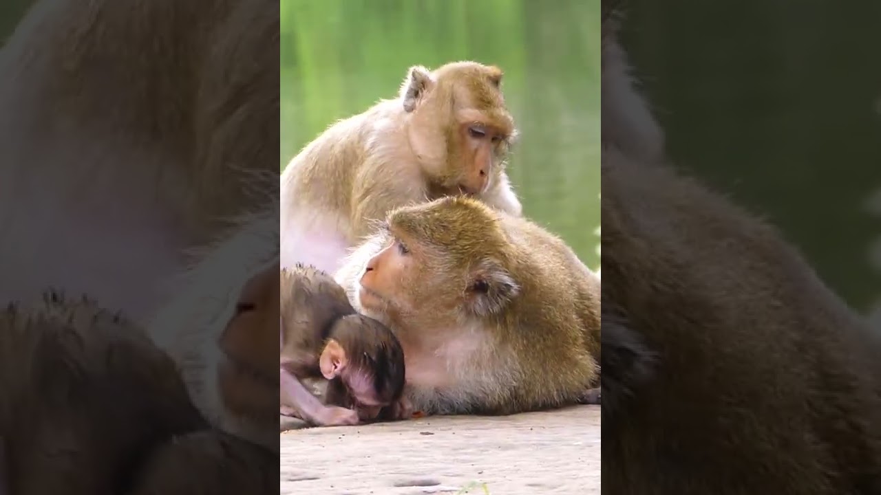 Awesome Monkeys - Enjoy Watching New Video Of Abandon Monkeys - Daily Life Babies Monkey 