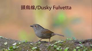 頭烏線/Dusky Fulvetta