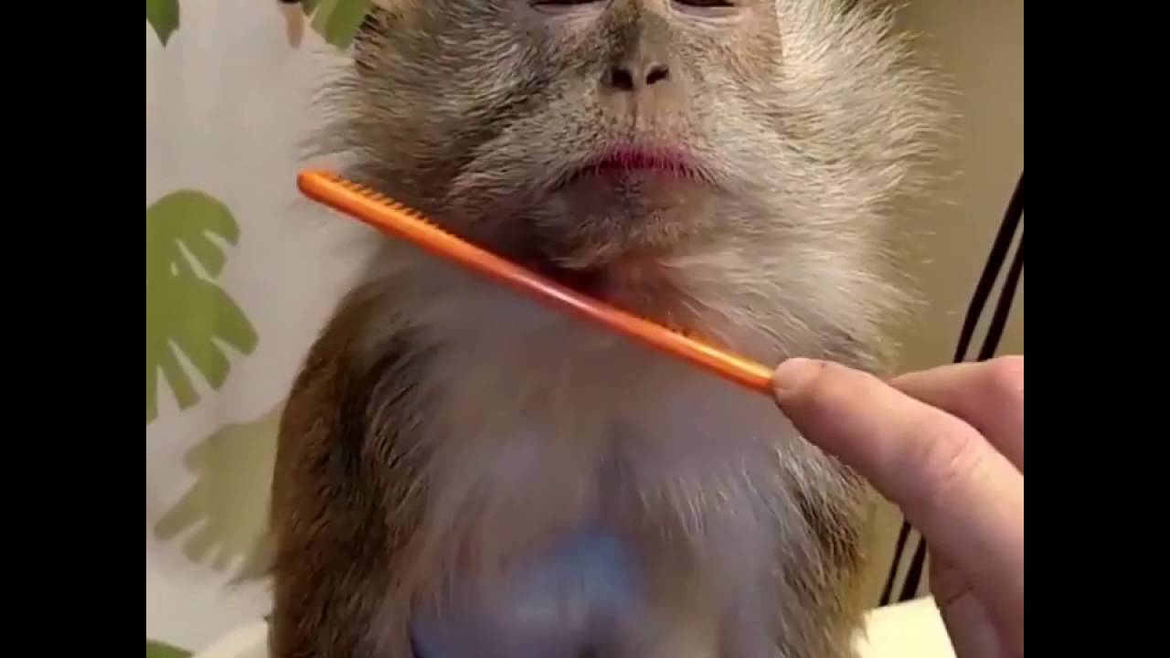 Un Adorable Petit Singe Chez Son Coiffeur