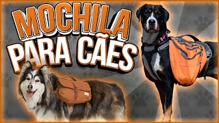 MOCHILA PARA CACHORROS - Como usar? Melhore seu passeio! #passeioestruturado by Cão em Foco Educação Canina 1,630 views 1 year ago 7 minutes, 33 seconds